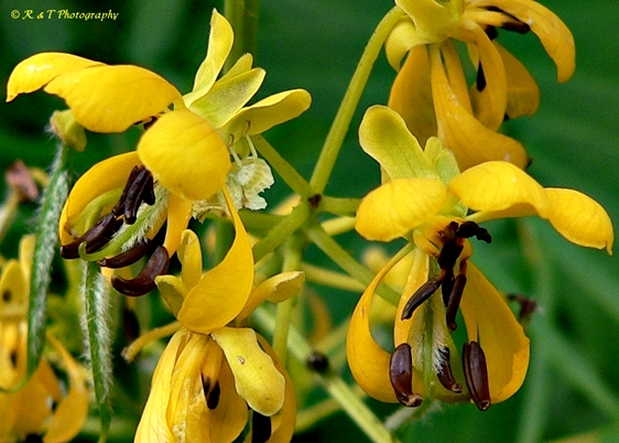 {Senna hebecarpa}